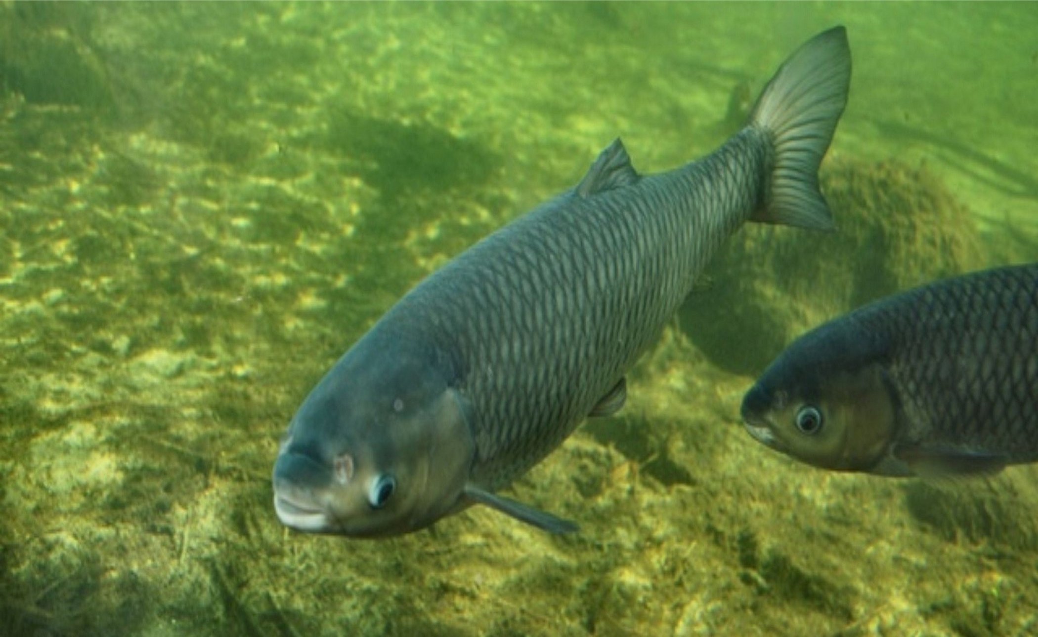 рыбы амура музей в хабаровске